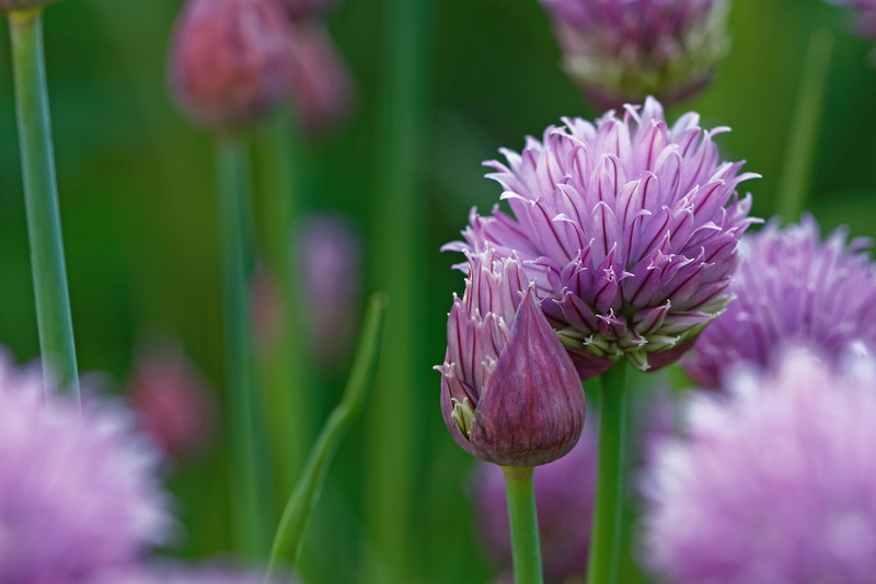 petal, summer, flowerbed, close-up, blossom, Chives, freshness, bins lauch, day, jacob onion, ornamental garden, selective focus, no people, Allium Schoenoprasum