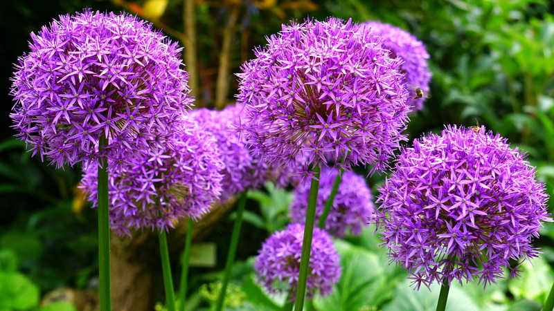 fragility, beauty in nature, allium, flowering plant, close-up, nature, flowers, inflorescence, monocotyledon, pink color, lilac, petal, ornamental garden