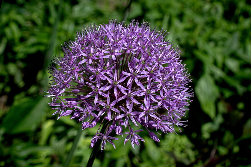 allium, 5K
