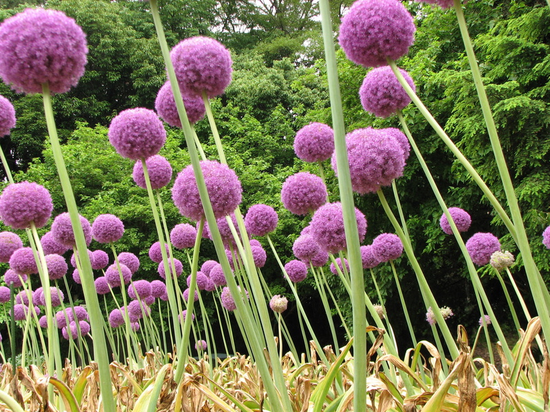 2K, allium