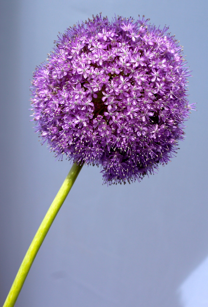 nature, 4K, no people, plant stem, spring, flower, studio shot, plant, bloom, springtime, flower ball, allium, blossom, garden plant, vulnerability, petal