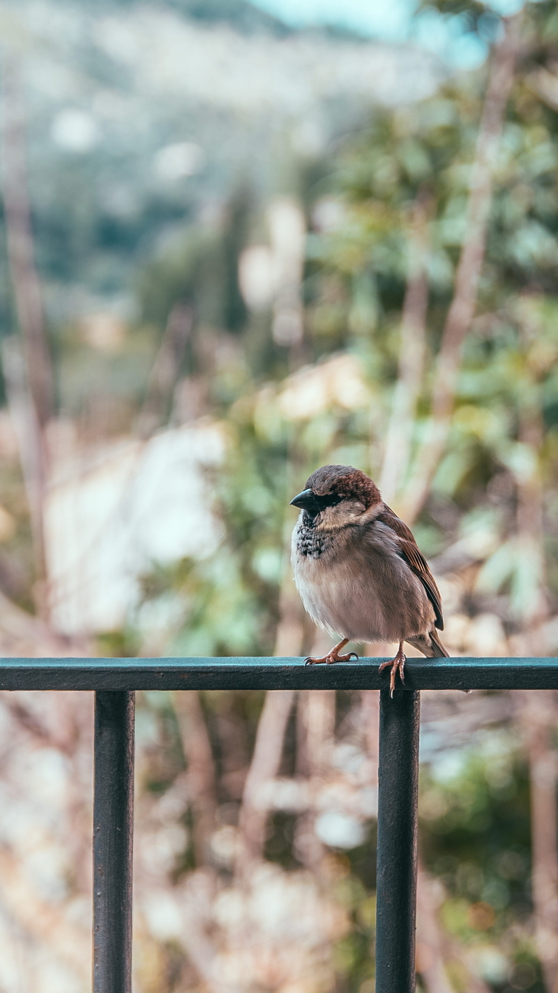 full length, 2K, handrail, anthus, spain, bird, metal, allium, no people, animal themes, boundary, railing, focus on foreground, banister, outdoors, animals in the wild