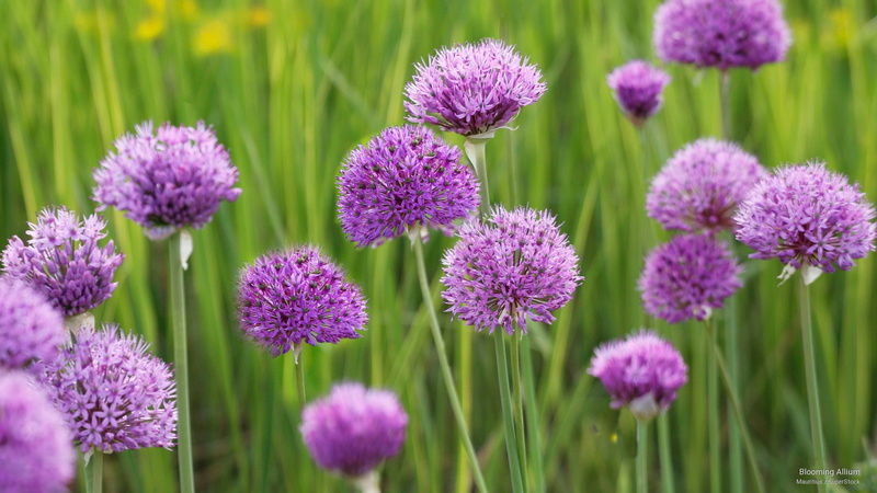 Flowers/Gardens, blooming, allium, 2K