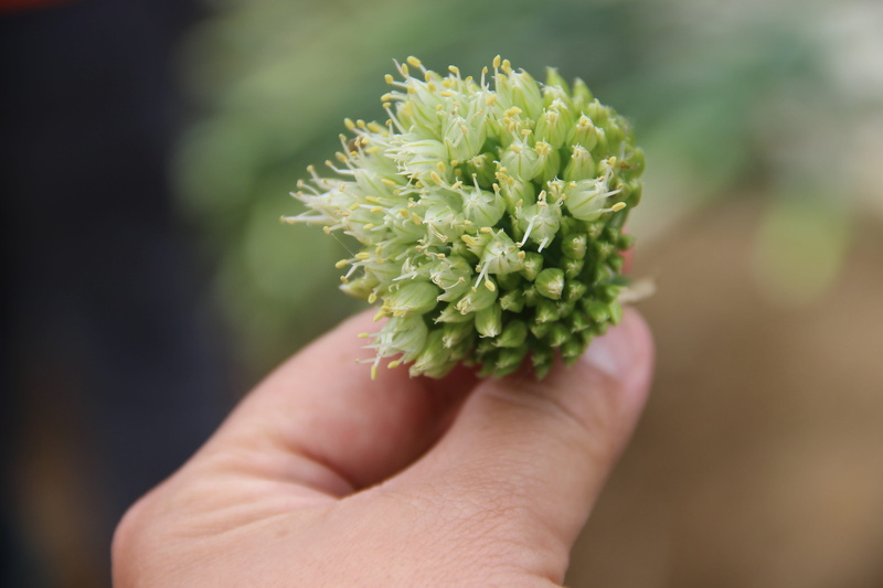shallot, flowering plant, plant, real people, flower, focus on foreground, close-up, freshness, hand, personal perspective, human hand, unrecognizable person