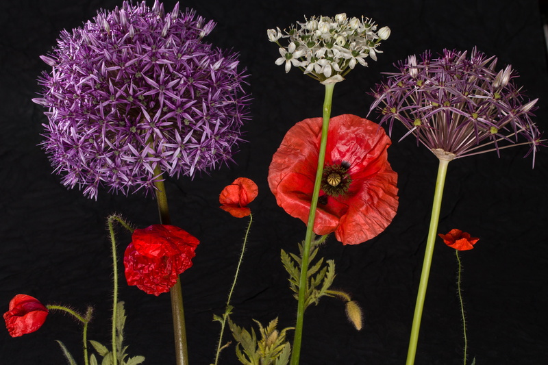 blossom, black background, nature, plant stem, flower, ornamental onion, red, flower head, bouquet, choice, fragility, inflorescence, variation, bloom