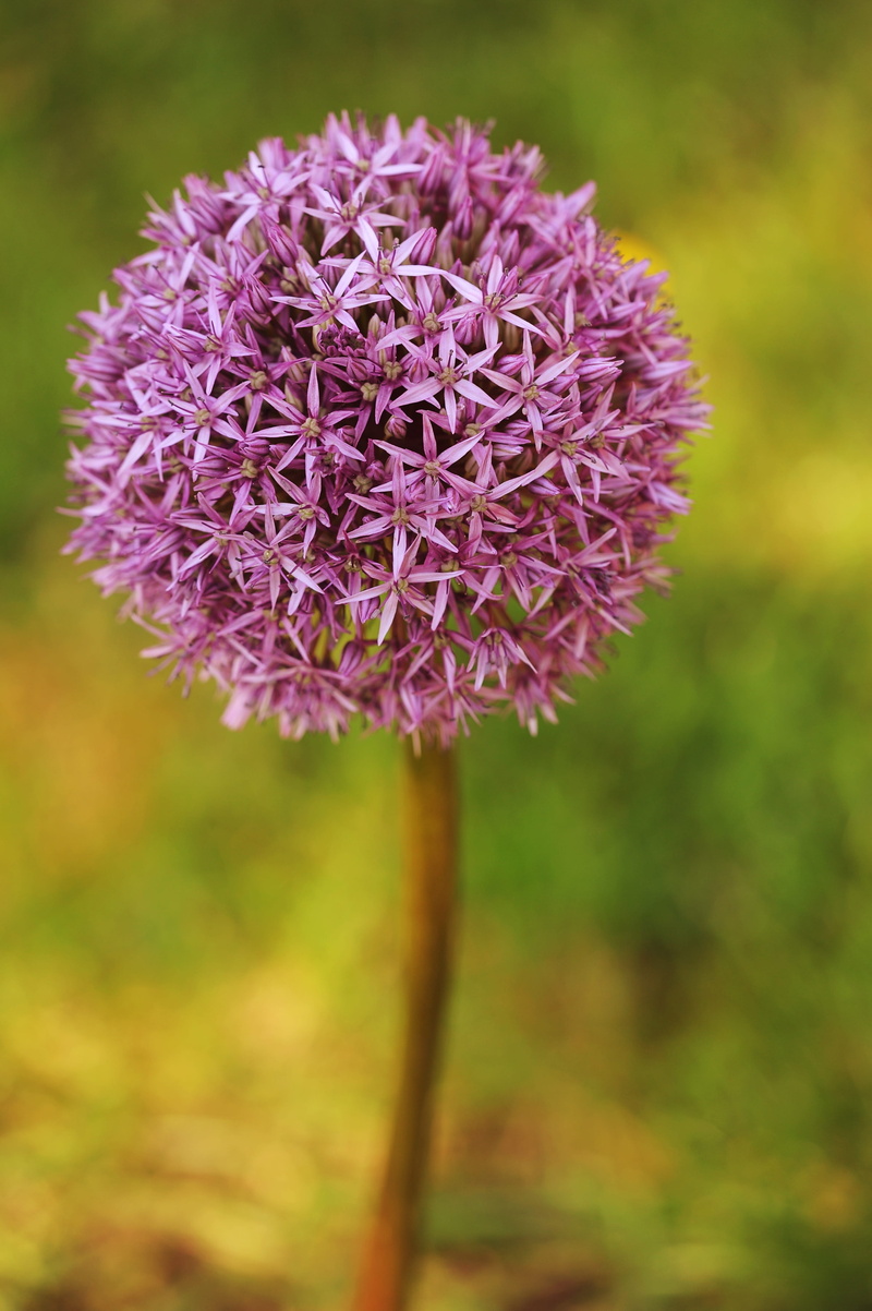 flower head, nature, allium, bloom, growth, flower, 4K, selective focus, no people, outdoors, focus on foreground, blossom, day, fragility, petal, flowering plant