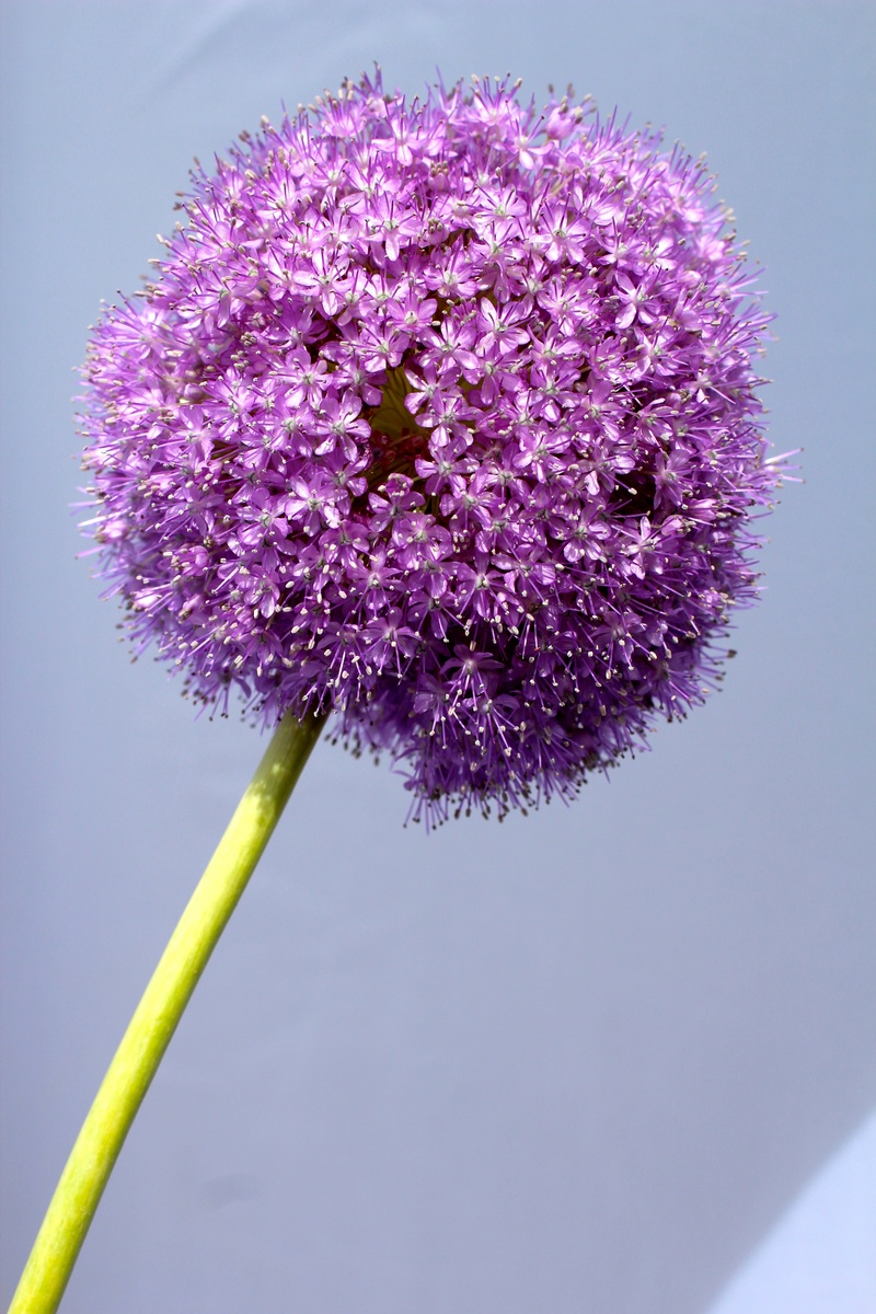 inflorescence, vulnerability, day, flower, plant stem, outdoors, garden plant, bloom, petal, isolated, ornamental onion, growth, 5K, plant, allium, beauty in nature