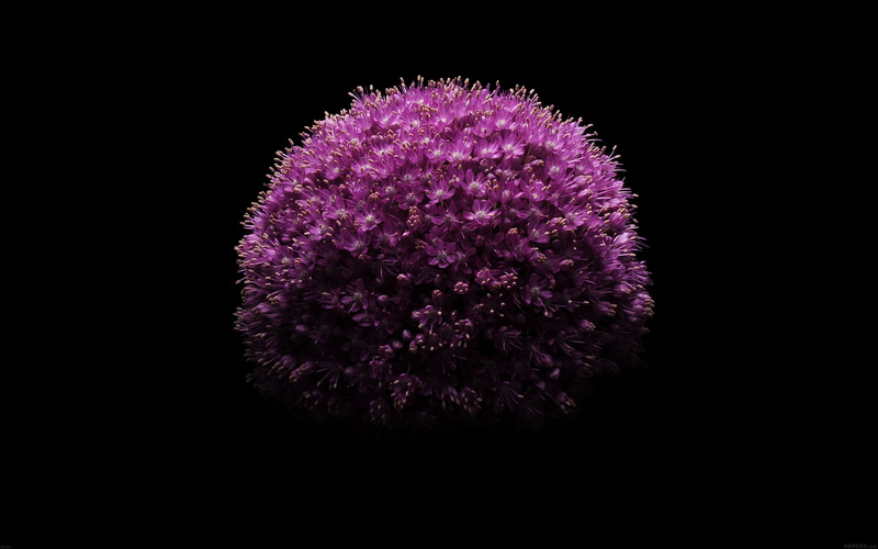 inflorescence, plus, black background, growth, ios, wallpape, flower head, nature, allium, iphone, flowering plant, petal, plant, minimal, 2K, studio shot
