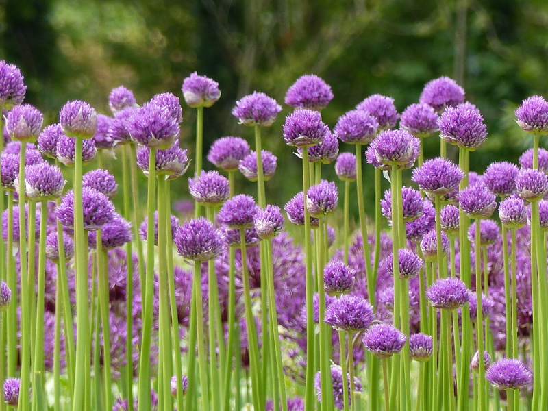 purple flower, vulnerability, outdoors, selective focus, day, look, fragility, inflorescence, lavender, nice, plants, freshness, no people, close-up, botany