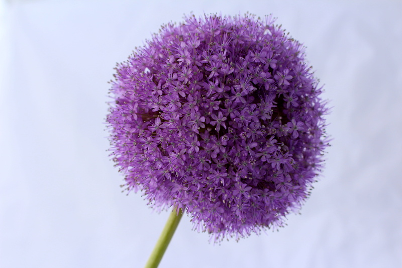 petal, flowering plant, freshness, flower, inflorescence, plant, vulnerability, Flower, food, Allium, ornamental onion, softness, close-up, no people, lilac