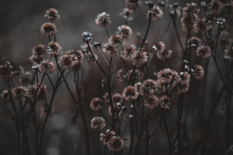 beauty in nature, petaled, light, no people, flower head, asteraceae, weed, 8K, animal, selective focus, tranquility, plant, growth, grass, flowering plant