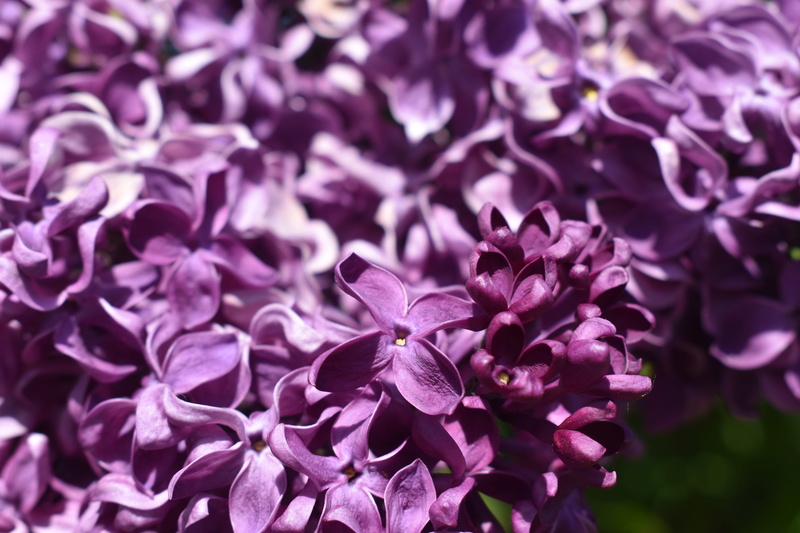 heart, purple, day, gladiolus, dahlia, orchid, lavender, nature, blossom, allium, bud, freshness, lupin, geranium, beauty in nature, petal, focus on foreground