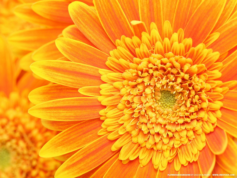 flowering plant, plant, day, full frame, vulnerability, beauty in nature, flower head, close-up, yellow flowers, petal, growth, flower, fragility, macro