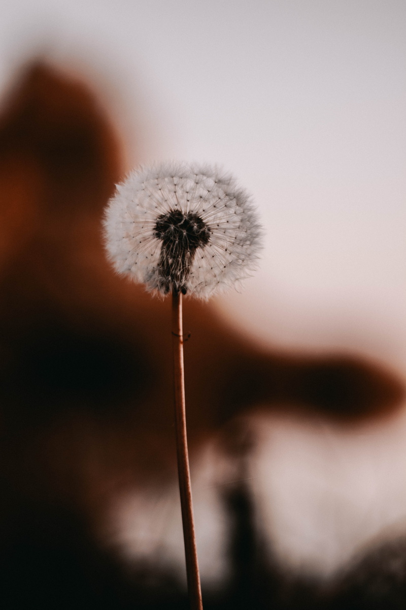 white, plant, nature life, softness, growth, petal, selective focus, freshness, dandelion seed, diamond, fungus, weed, beauty in nature, accessories, 5K