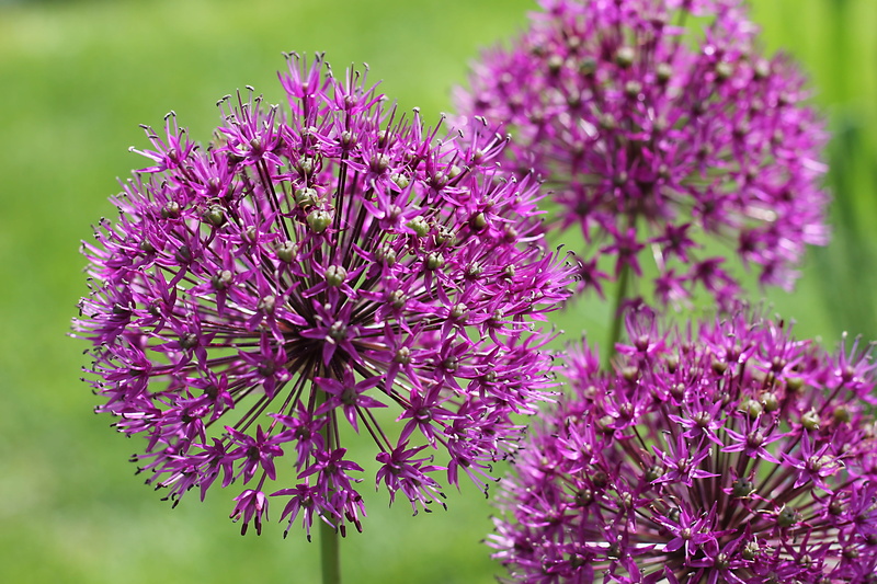 shallow focus, focus on foreground, summer, beauty In Nature, green Color, ixora, allium Flower, macro, springtime, day, bloom, flower, flower Head, flowers
