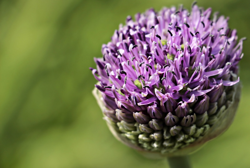 fragility, freshness, photography, ornamental flower, flower head, focus on foreground, flower, flora, 4K, summer, allium, springtime, close-up, leek flower