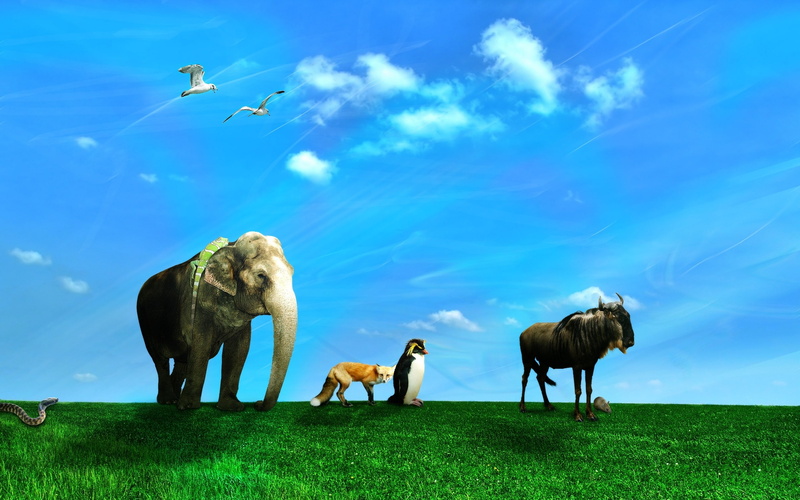 movement, 2K, elephant