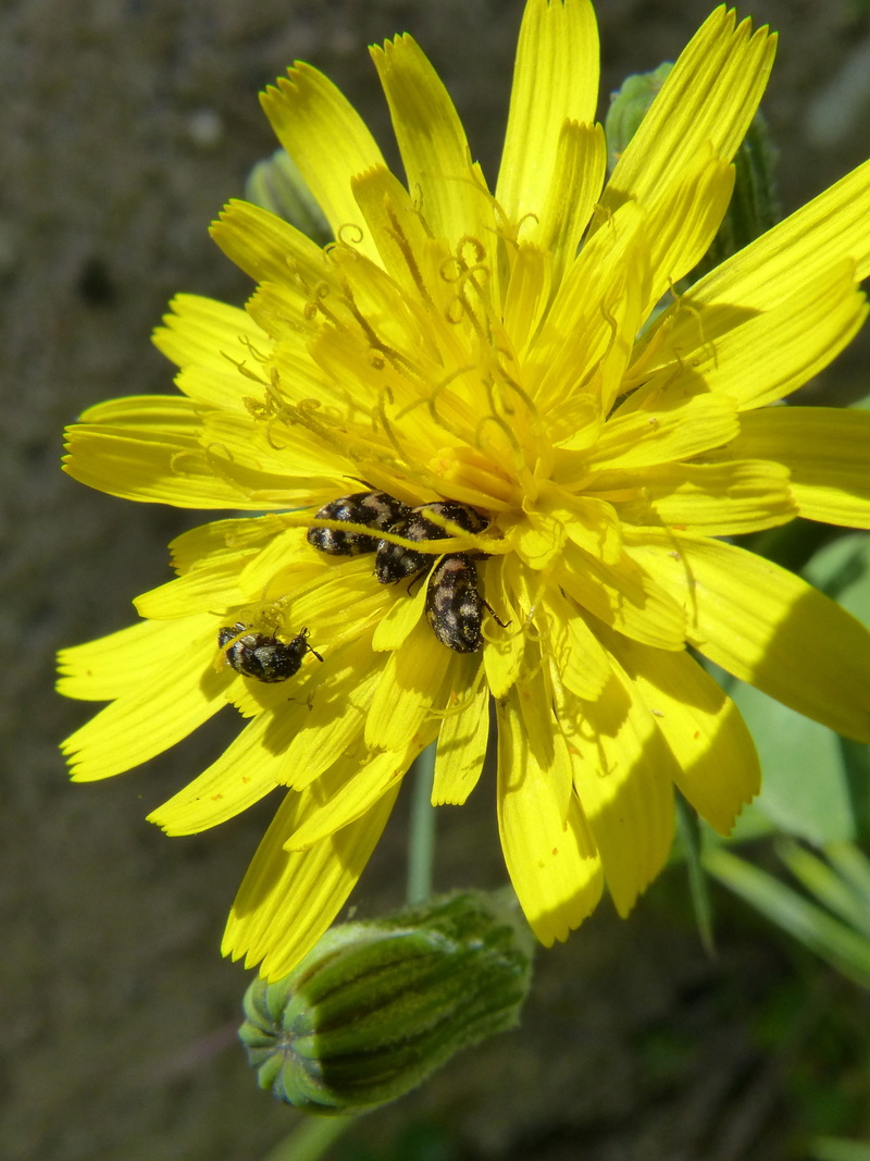 beetles zig zag, invertebrate, no people, animal wildlife, summer, freshness, one animal, honey bee, 2K, close-up, pollination, beauty in nature, animal