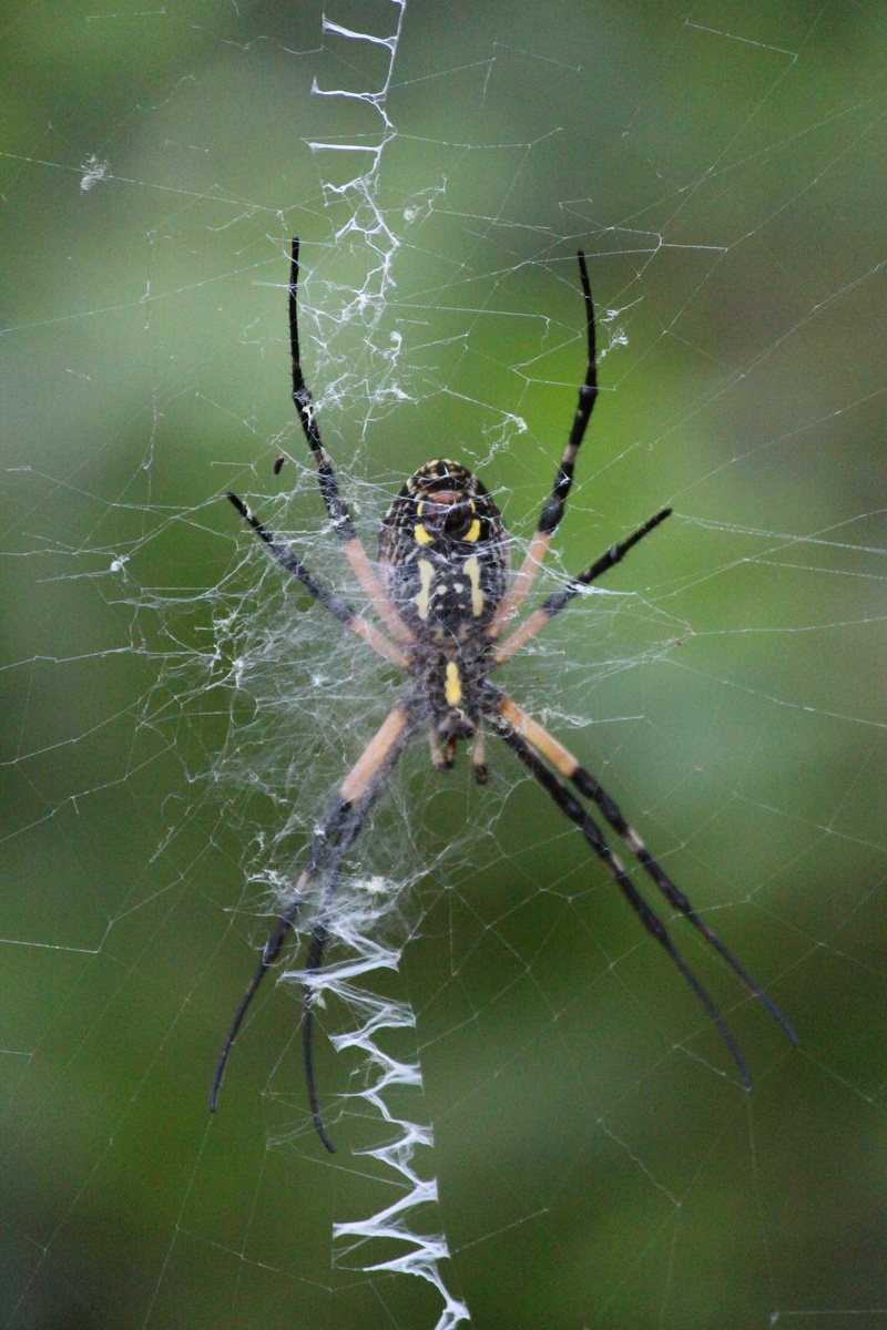 arthropod, zoology, complexity, outdoors, spider web, close-up, animal wildlife, vulnerability, animal, arachnid, animal leg, 5K, insect, garden spider