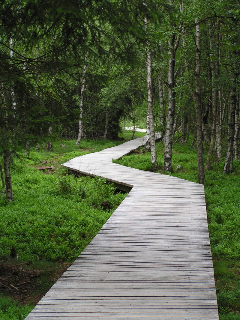 footpath, trail, nature reserve, trees, direction, curves, wood - material, day, land, bog trail, plant, wooden bridge, nature, diminishing perspective