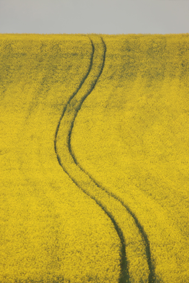 landscape, high angle view, tranquility, sunlight, no people, yellow, plant, outdoors, scenics - nature, 5K, agriculture, zag, zig, environment, grass