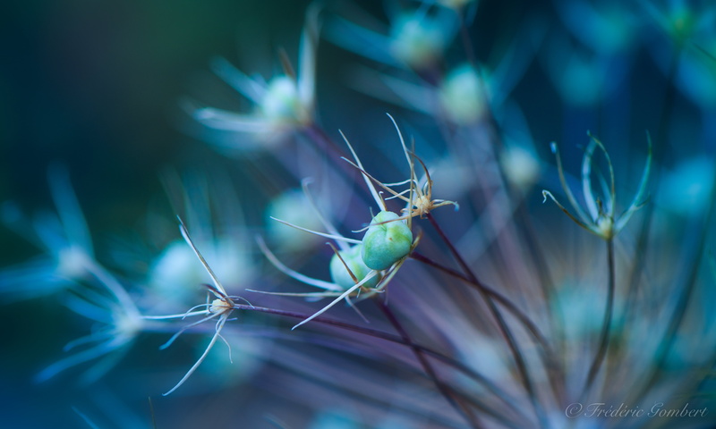 morning, color, spring, light  blue, summer, insect, plants, close, nature, flower, dry, photo, garden  plant, nikon, green plants, allium, Confusion, blue  blur