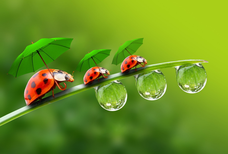 droplets, animal themes, beauty In Nature, plant, green background, insect, blade of Grass, summer, invertebrate, no people, focus on foreground, outdoors
