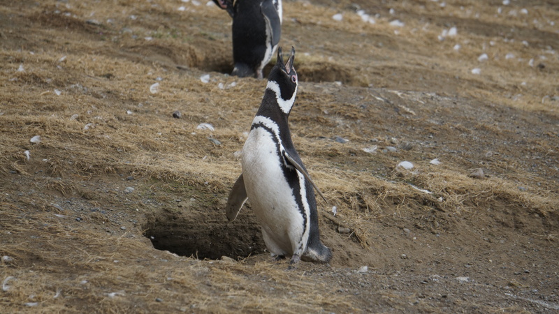 outdoors, animals in the wild, mammal, field, one animal, magdalena island, bird, animal themes, no people, magellan island, standing, beach, animal wildlife