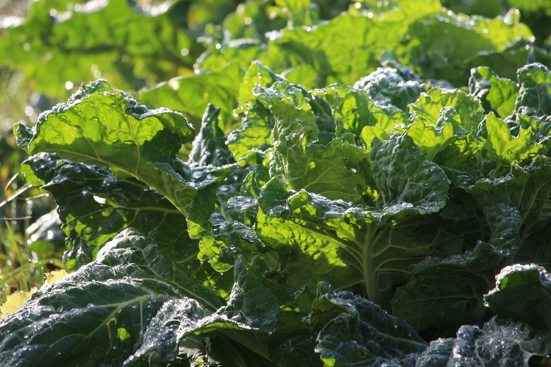 leafy greens, nutrition, food, outdoors, land, close-up, sunlight, nature, vegetarian, day, veg, greens, no people, leafy, beauty in nature, 2K, field