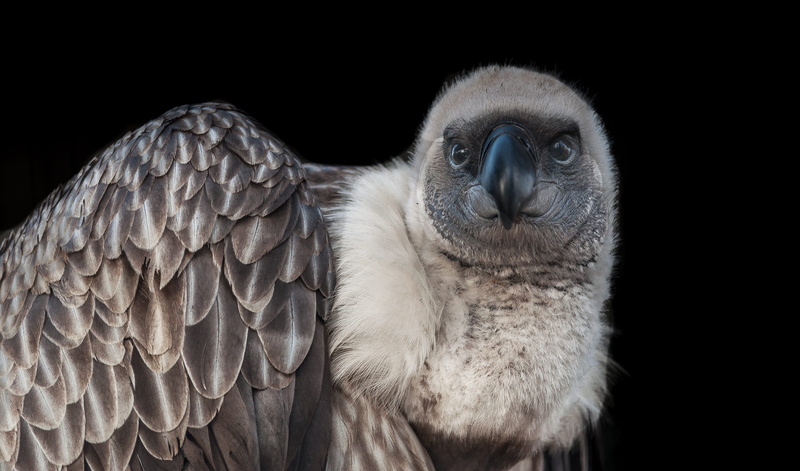 nature, studio shot, no people, owl, feather, beak, looking away, brown, animal eye, close-up, animal body part, animal wildlife, africa, black background