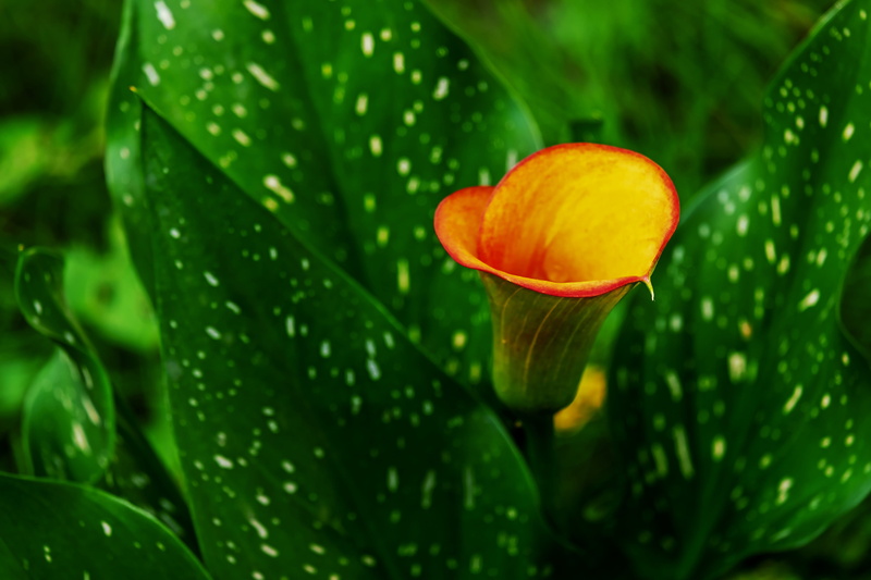 freshness, water, flower garden, schnittblume, beauty in nature, plant part, focus on foreground, 4K, flower head, calla, growth, flowering plant, flower