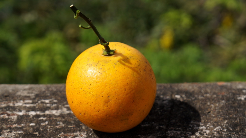 orange yellow, 4K, tree, close-up, focus on foreground, freshness, orange color, single object, food and drink, wellbeing, food, pear, healthy eating