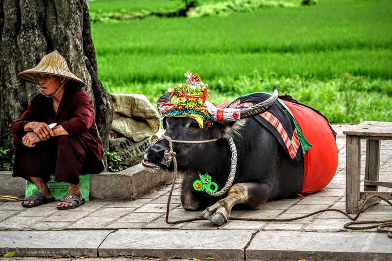 hat, adult, livestock, real people, domestic, vietnam, mammal, domestic animals, vertebrate, day, nature, outdoors, full length, clothing, sitting, one person