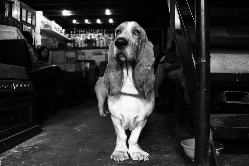 proud, looking at camera, ears, mode of transportation, indoors, black and white, dog, illuminated, domestic animals, serious, pets, animal, vertebrate