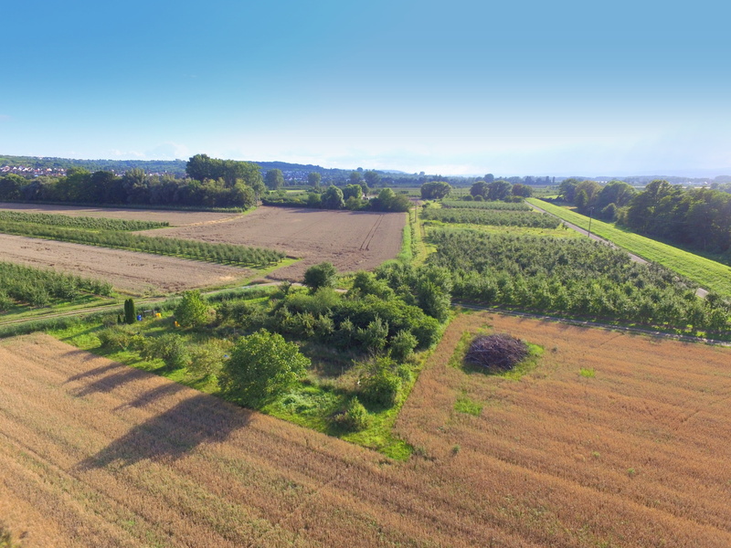 scenics - nature, aircraft, plant, rural Scene, nature, field, growth, no people, quadcopter, aerial photographs, winemaking, italy, beauty in nature, tranquil scene