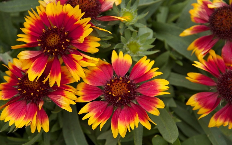 goblin, gaillardia, 2K, grade