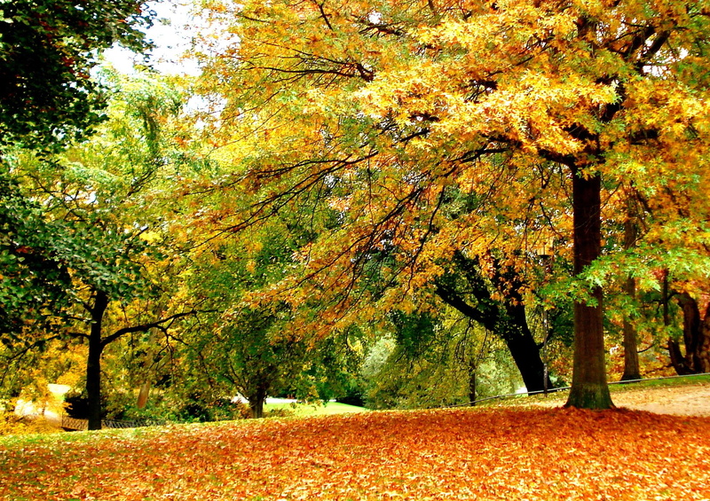 autumn, fall, falling, season, 3d and abstract, 1080P, leaf, nature, leaves
