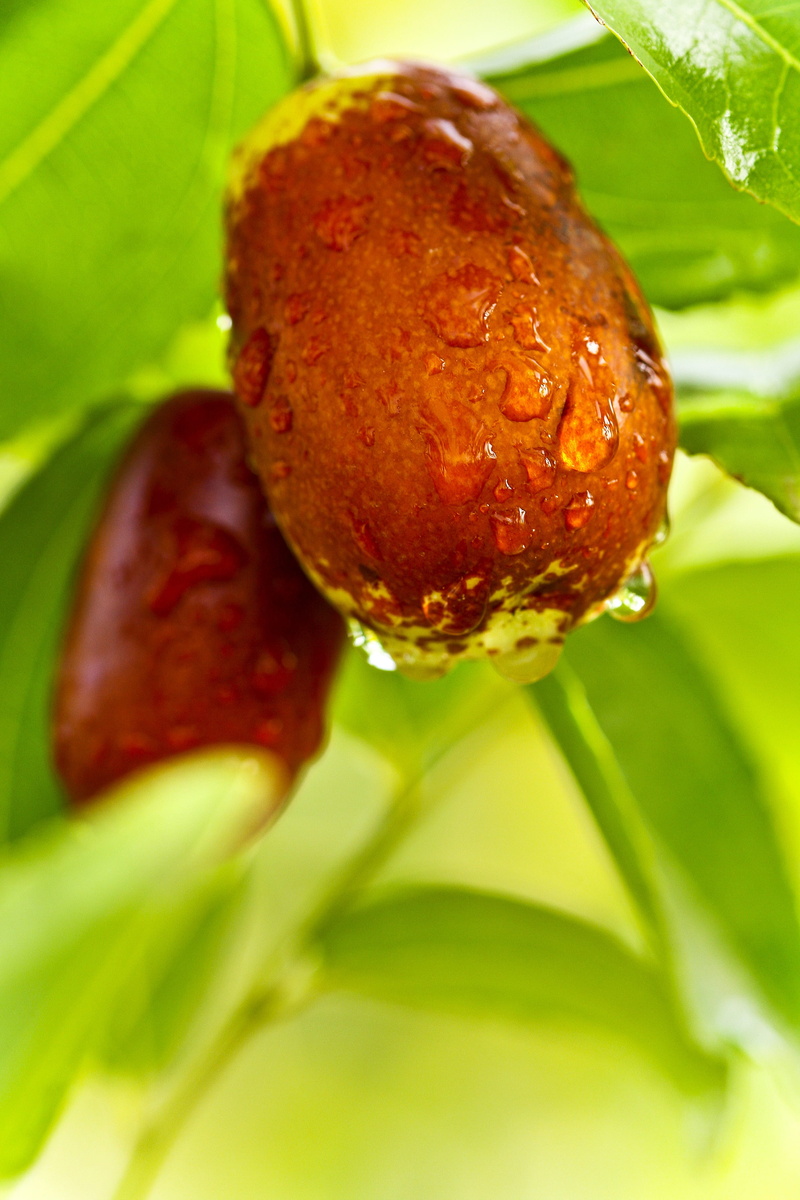 focus on foreground, flower, jujube, red, close-up, beauty in nature, two, photography, food, date tree, day, brown, no people, macro, date, plant, nature