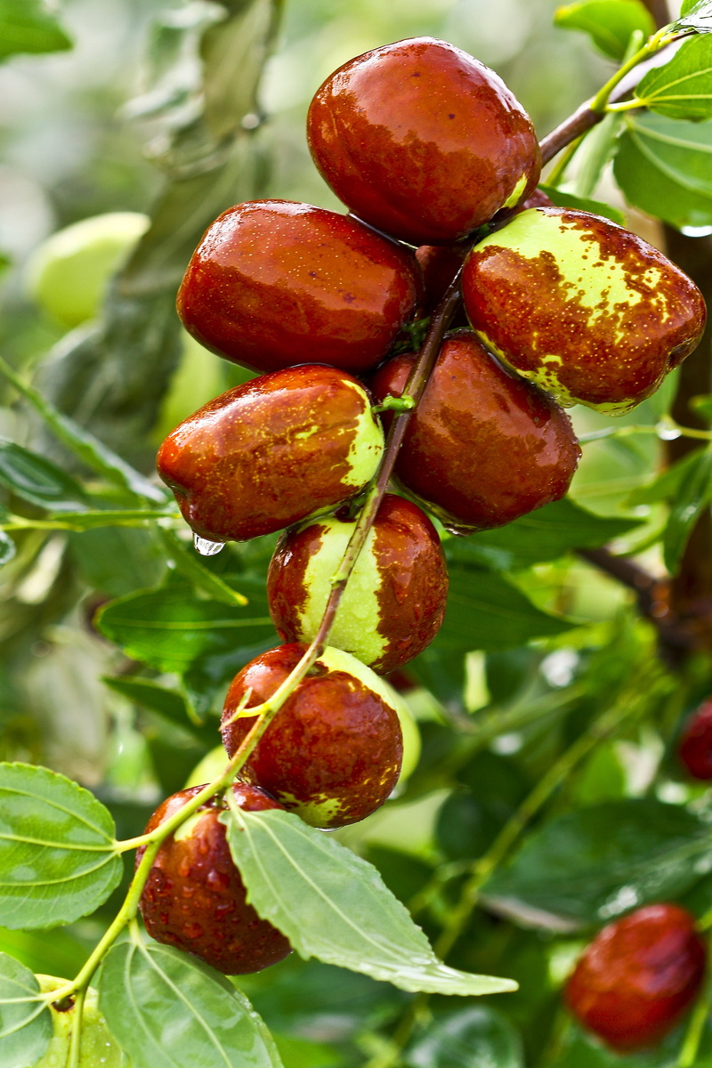 beauty in nature, plant part, freshness, red, jujube, close, leaf, eating, fruit jujube, wellbeing, ripe, no people, harvest, date tree, growth, photo