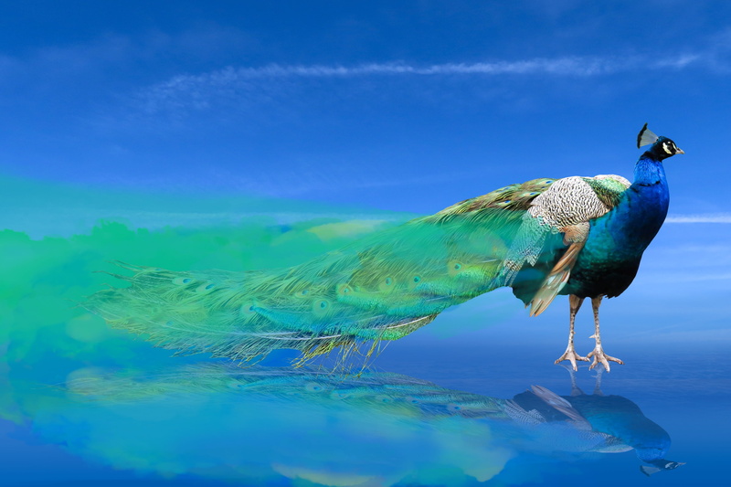 sea, animal wildlife, bird, animal themes, animal, multi colored, feather, animal portrait, nature, iridescent, water, turquoise, no people, exotic, hood