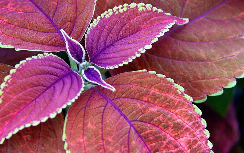 season, petal, leaves, forest, tree, 1080P, colors, natural pattern, red, plant part, backgrounds, no people, multi Colored, purple, green Color, flowering plant