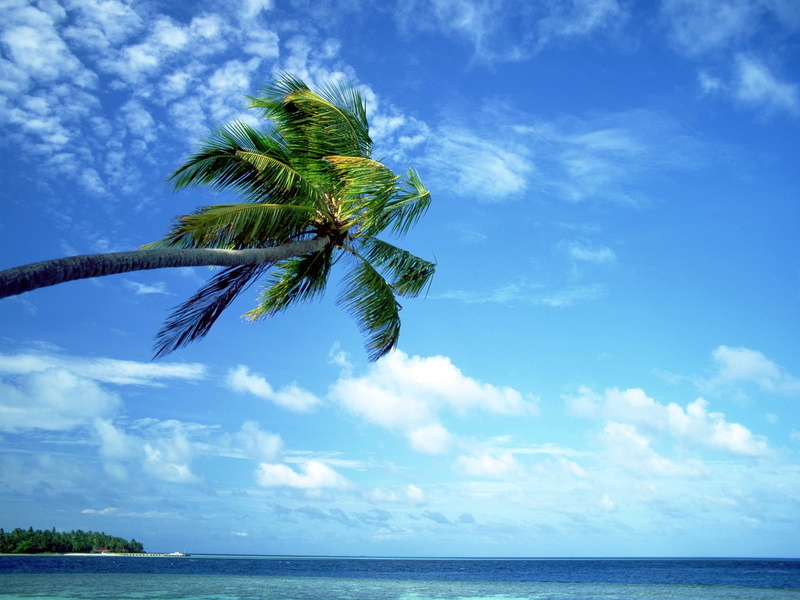 no people, coconut palm tree, tree, sea, day, water, cloud - sky, palm tree, palm leaf, sky, beauty in nature, tranquil scene, 720P, green, nature, scenics - nature