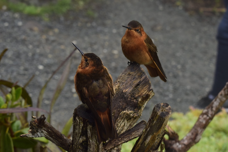two animals, pen, plant, vertebrate, animal themes, 4K, plumage, outdoors, perching, animals, close-up, wood - material, branch, tree, bird, focus on foreground