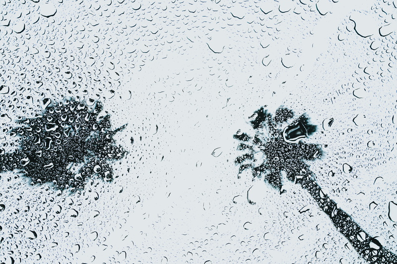 nature, window, close-up, full frame, no people, rain, backgrounds, silhouette, cold temperature, tree, rainy day, wet, drop, windshield, indoors, raindrop