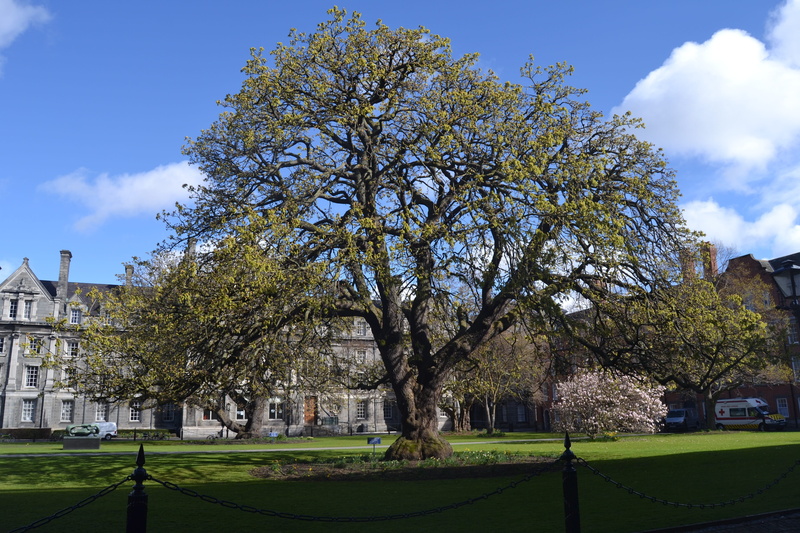 Big Tree, Trinity College, grass, tree, green color, sky, architecture, city, building exterior, dublin, spring, beauty in nature, outdoors, City, built structure