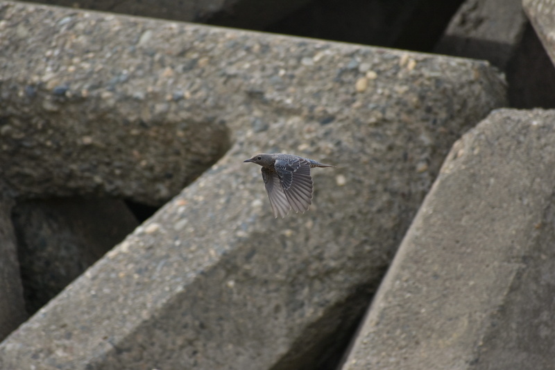 5K, feathers, animal wildlife, one animal, spread wings, no people, vertebrate, rock, natural, animals in the wild, day, textured, method bulbul, nature