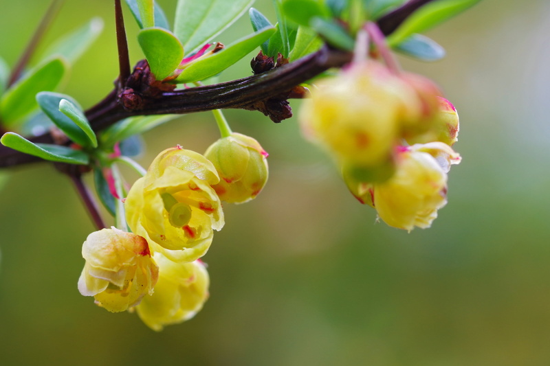 flower, Bolland, yellow, plant, Berberis vulgaris, Belgique, branch, Cherry Blossoms, flower Head, Liège, in bloom, nature, leaf, tree, daytime, blossoms