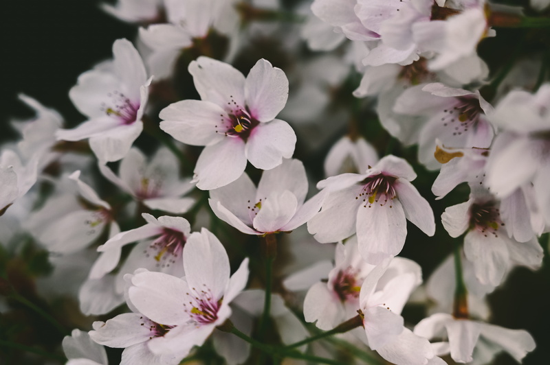growth, white color, springtime, close-up, anemone, flowering plant, flower, vulnerability, petal, animal, anther, beauty in nature, apidae, flower head