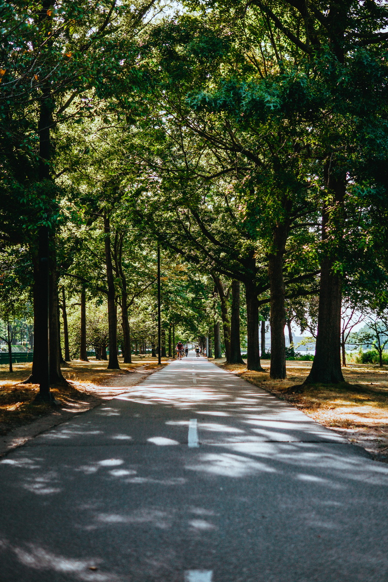 land, road marking, city, road, tree, tree canopy, transportation, no people, outdoors, the way forward, day, gravel, united states, symbol, green, widening