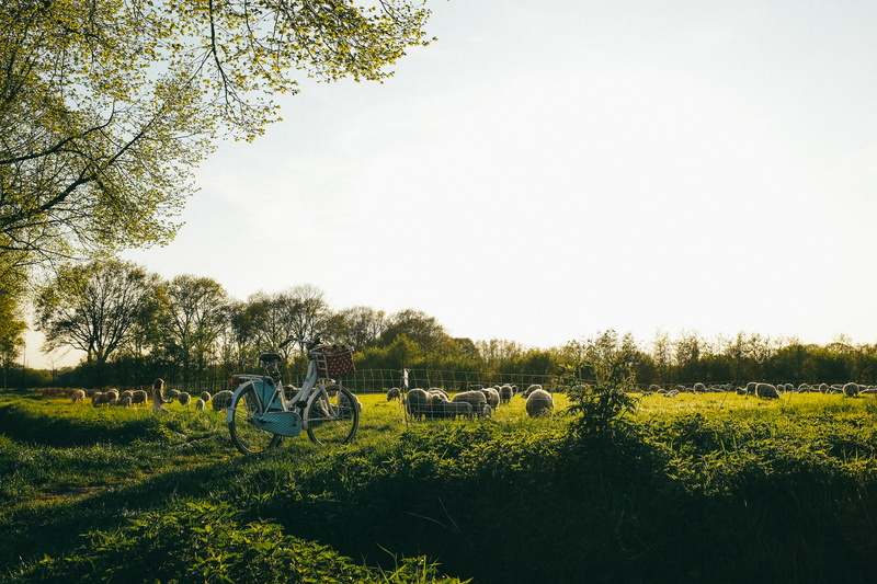 trike, geldrop, bike, plant, dirt road, outdoors, netherlands, sky, sheep, scenery, landscape, grasses, bicycle, farm, shadow, mode of transportation, 4K